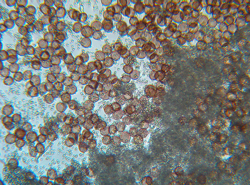 Diderma crustaceum